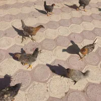 فروش مرغ و خروس محلی اصل دونه ای ۶۰۰۰۰۰