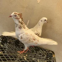 تعدادی کفتر