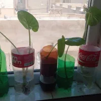 گل بابا ادم