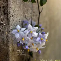 زمین روستا