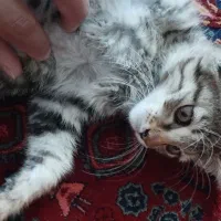 واگذاری گربه