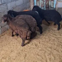 بره ماده هترو و بره قوچ همو ومیش هترو