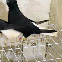 جفت دم سفید