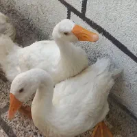 غاز