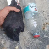 4 تا اشعل درجه یک و یک ابلغ