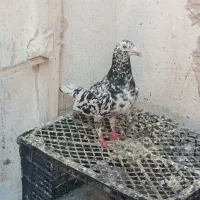 سار سرونچ به شرط تخم جوجه.   که جوجه مثل پدر میده