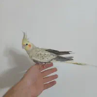 جفت مولد دستی دستی رام چلوندنی
