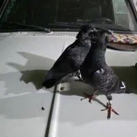 کبوتر