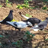 اشعل جوجه هیچ پری عروسک