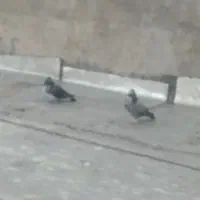 معاوضه با نر سبز یا سیاه