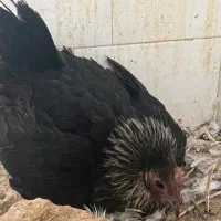 مرغ (کت) کرچ