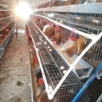 تخم مرغ گلپایگانی