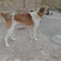 واگذاری یک عدد سگ نگهبان