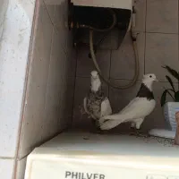 طوقی شیش دانگ انتیک