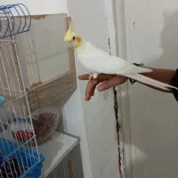 عروس هلندی اهلی