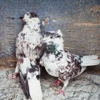 کبوترپرشی دهنجور بشرط پرش بالا ۱۰ساعت بضمانت