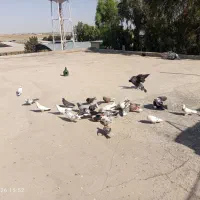 کفتر گرفتنی و پرشی
