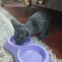 گربه نژاد اصل راشن بلو چهارماهه