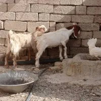 دو تا کهر نر