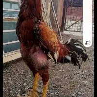 لاری عطیقه