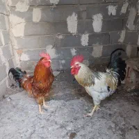 مرغ وخروس محلی،مرغها تخم گذار هستن