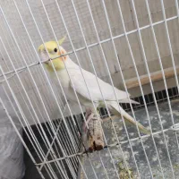 عروس هلندی آماده جفت