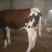گوساله ماده