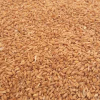 فروش گندم  رقم سارنگ