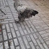 خروس برهما دوعدد