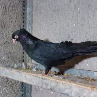 کفتر سیاه و زرد