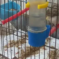 جوجه قناری بزرگ