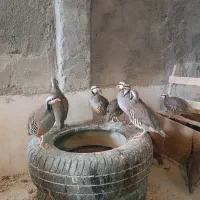 تخم نطفه دار مرغ بلدرچین زینتی