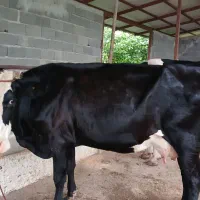 گاوشیری مونت.بلیارد
