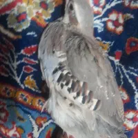 جوجه پرنده