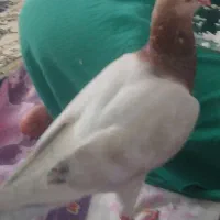 هفت رنگ زرد ماده