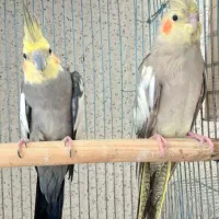عروس هلندی مولد