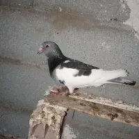 ابلغ