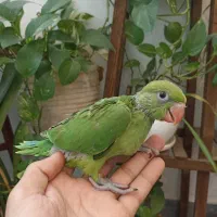 ملنگو سرلاکی با تست جنسیت