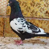 برای فروش