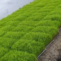 نشا هاشمی بفروش می رسد