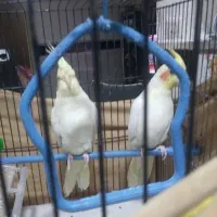 عروس هلندی