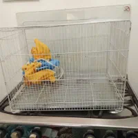 قفس