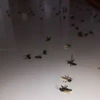 سمپاشی ساس سم پاشی سوسک و رشمیز خدمات