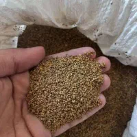بذر یونجه محلی سمنان