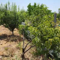 باغچه ۵۰۰متری طالقان