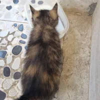 گربه