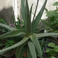 فروش گیاه آلوئه ورا