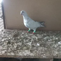 موشی ، سرور