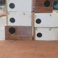 لانه مرغ عشق فنچ عروس هلندی کوتوله