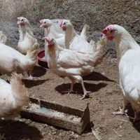 مرغ|حیوانات مزرعه|ماهیدشت, |دیوار